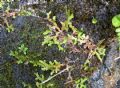 Selaginella helvetica
